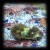 fuzzy chiton.jpg