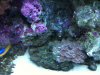 reef1.jpg
