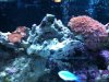 reef2.jpg
