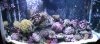 My tank.jpg