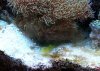 yellowgoby01.jpg
