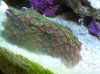 zoas.jpg