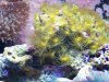yellwpolyps.jpg