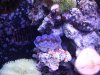 baby crocea.jpg