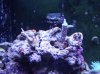 blue acro pink birdsnest.jpg
