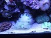 elegance coral.jpg