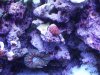 red zoas.jpg