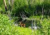 baby moose.jpg