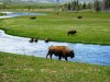 buffalo.jpg