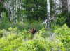 grizzly.jpg