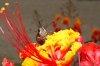 butterfly0001.jpg
