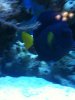 purple tang.jpg