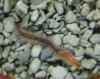 BristleWorm[1].jpg