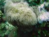 Curacao Encrusting Gorgonian 10.jpg