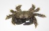 hairy_crab.jpg