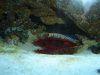 Flame Scallop.jpg
