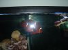 Gold-Striped Maroon Clownfish.jpg