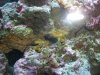 Yellow Polyps.jpg