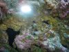 Yellow Polyps 2.jpg