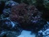 Dead Coral.jpg