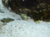 Poor Jawfish Oct09 002.jpg