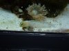 Poor Jawfish Oct09 010.jpg