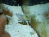 Poor Jawfish Oct09 011.jpg