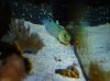 Poor Jawfish Oct09 017.jpg