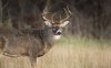 Buck1.jpg