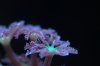 greenclovepolyp.jpg