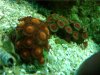 zoas.jpg