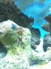 tube worm 1.jpg