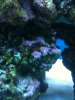 tube worm 2.jpg