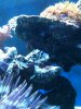 tube worms.jpg
