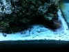 creepy algae.jpg