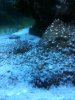 creepy algae 2.jpg
