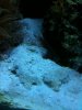 creepy algae 3.jpg