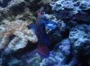 Green Mandarin Dragonet.jpg