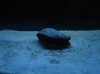 Flame Scallop.jpg