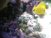 leathercoral.jpg