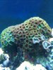 zoa rock 1.jpg