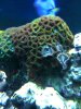 zoa rock 2.jpg