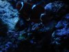 Gold Striped Maroon Clownfish 2.jpg