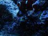 Gold Striped Maroon Clownfish 3.jpg