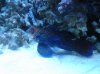 Green Mandarin Dragonet 2.jpg