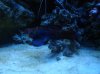 Green Mandarin Dragonet 3.jpg