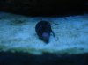 Hermit Crab.jpg
