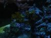 Yellow Polyps.jpg