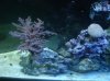 Yellow Eye Kole Tang 2.jpg