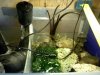 sump pre biotope.jpg